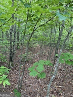 Lot Sm4 Raven Frk Trail Dillard, GA 30537 - Photo 9 of 11 a view of a garden with a tree