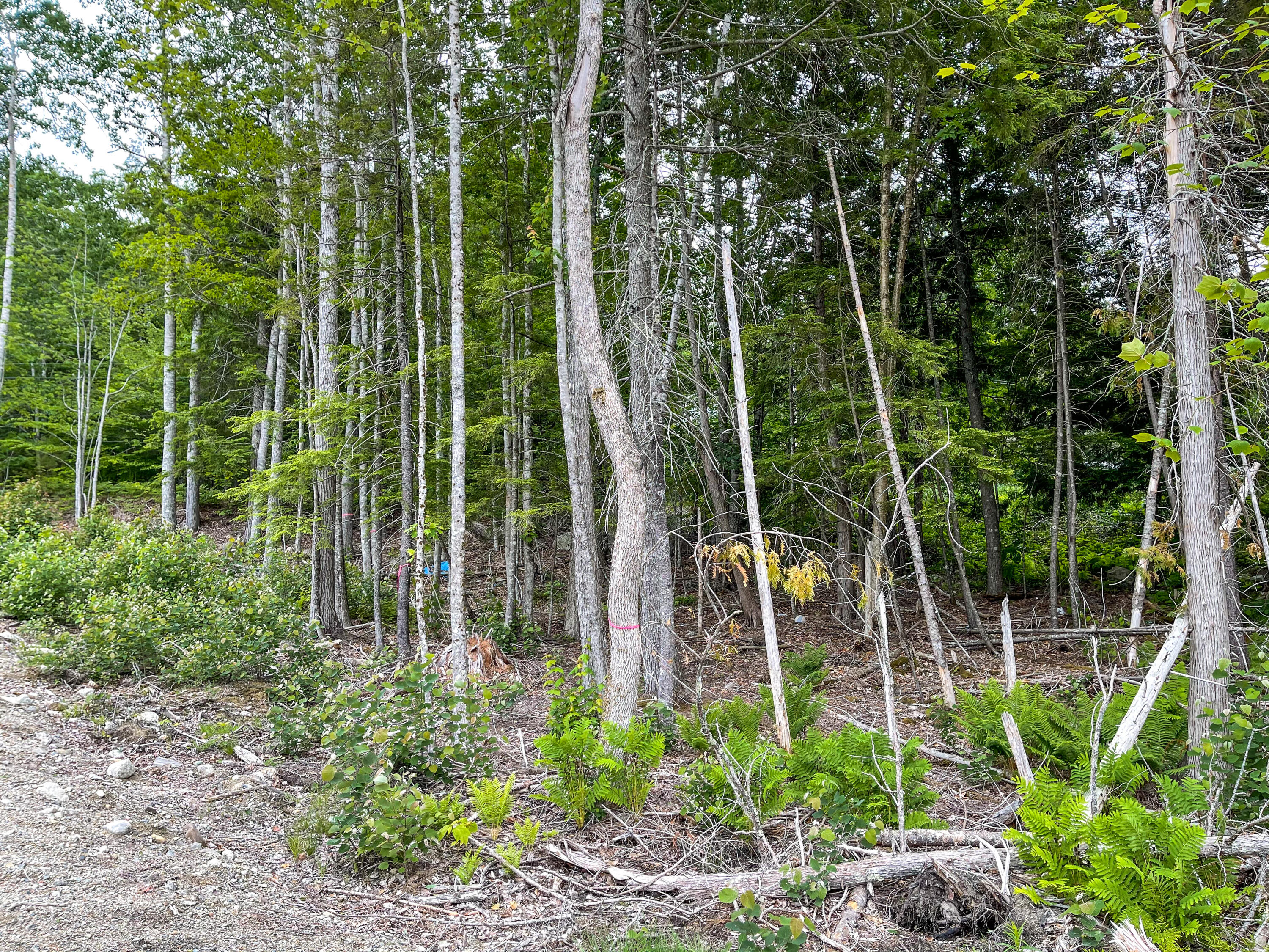 0 Woodland Road Ellsworth, ME 04605 - Photo 3 of 4 JC (2)-3 2