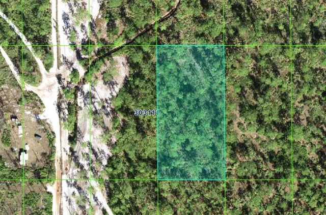 a view of a lush green forest with a tree