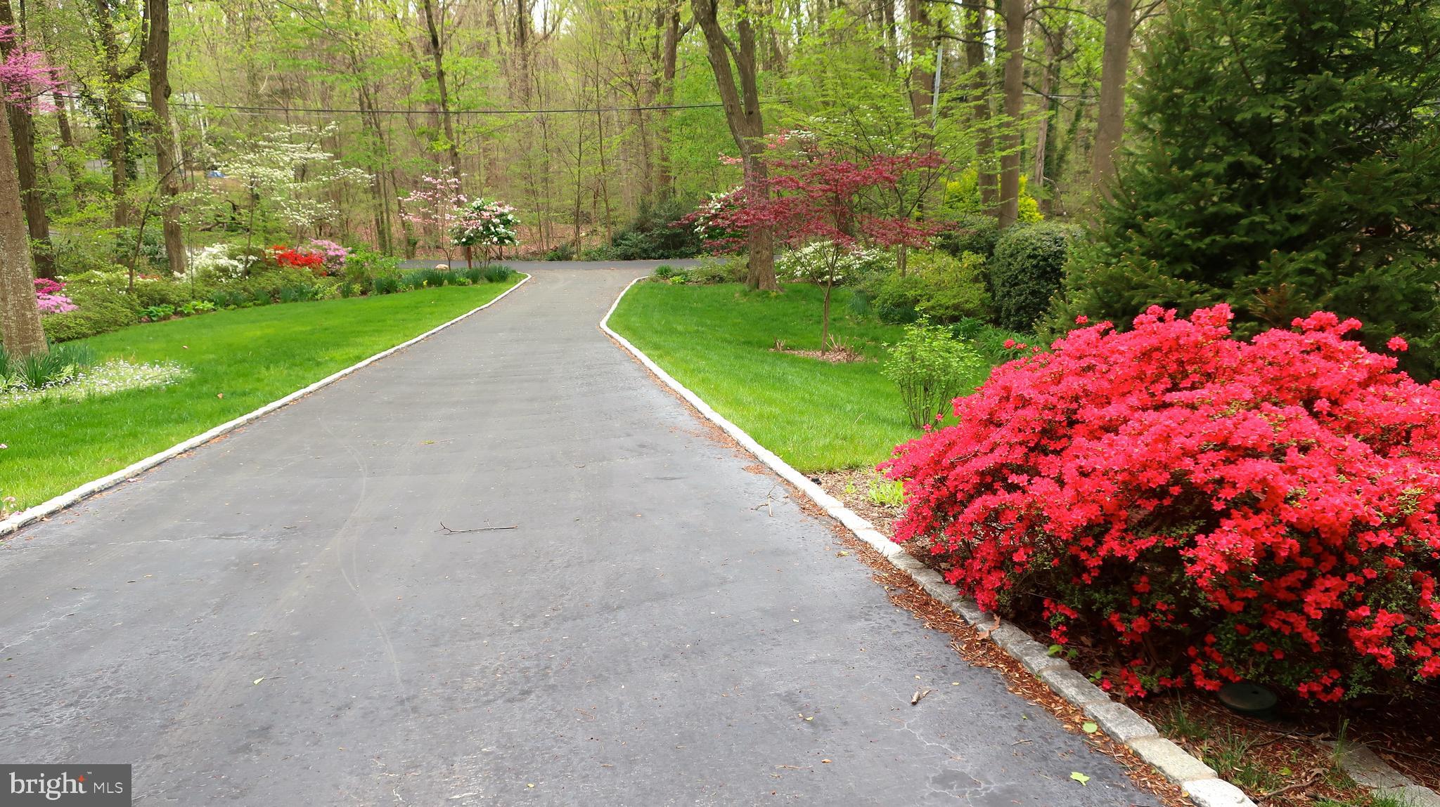 6663 Ridgeway Drive Springfield, VA 22150 - Photo 46 of 49 Azaleas grace the yard and driveway