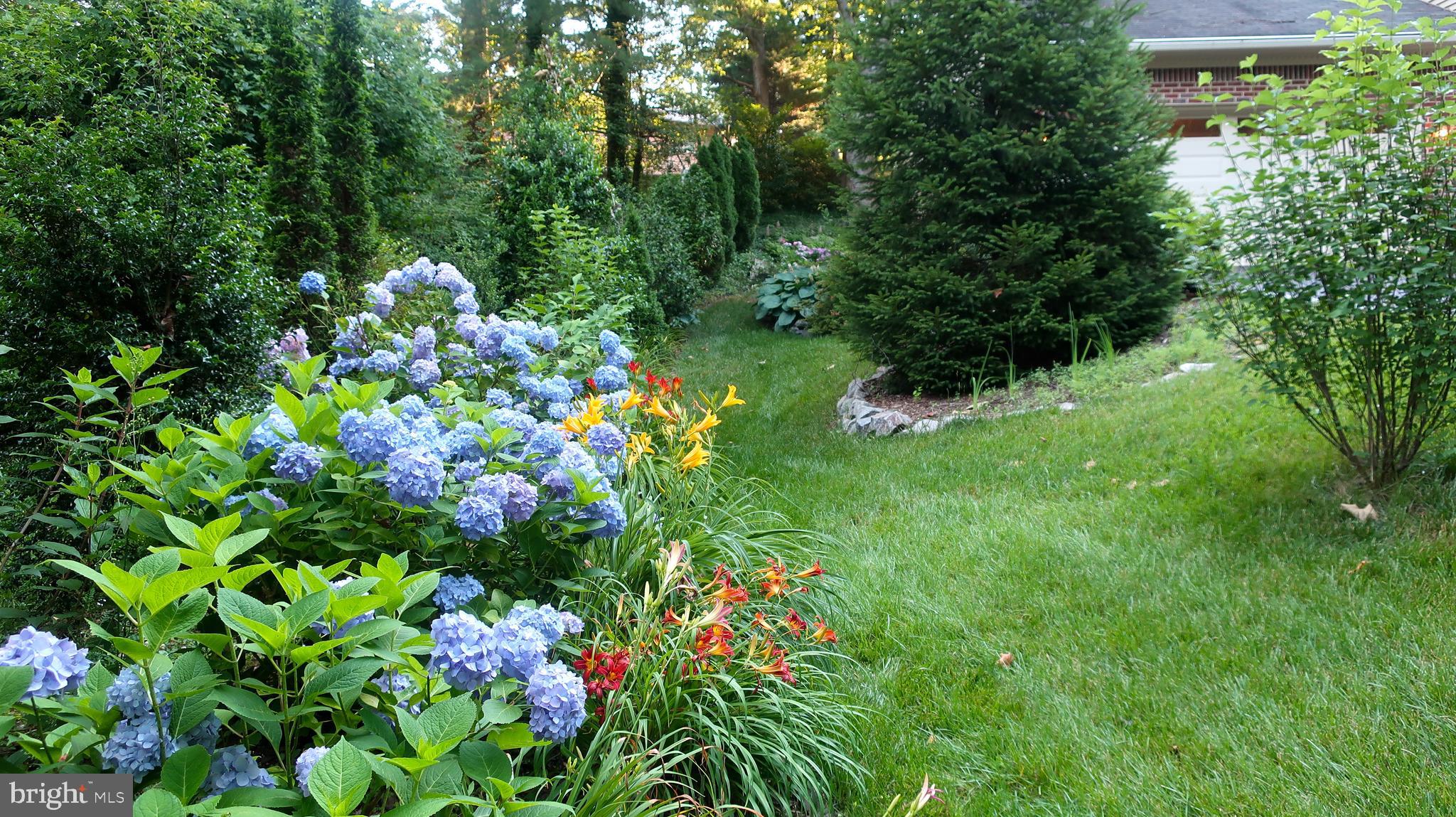 6663 Ridgeway Drive Springfield, VA 22150 - Photo 48 of 49 Mature hydrangeas in bloom