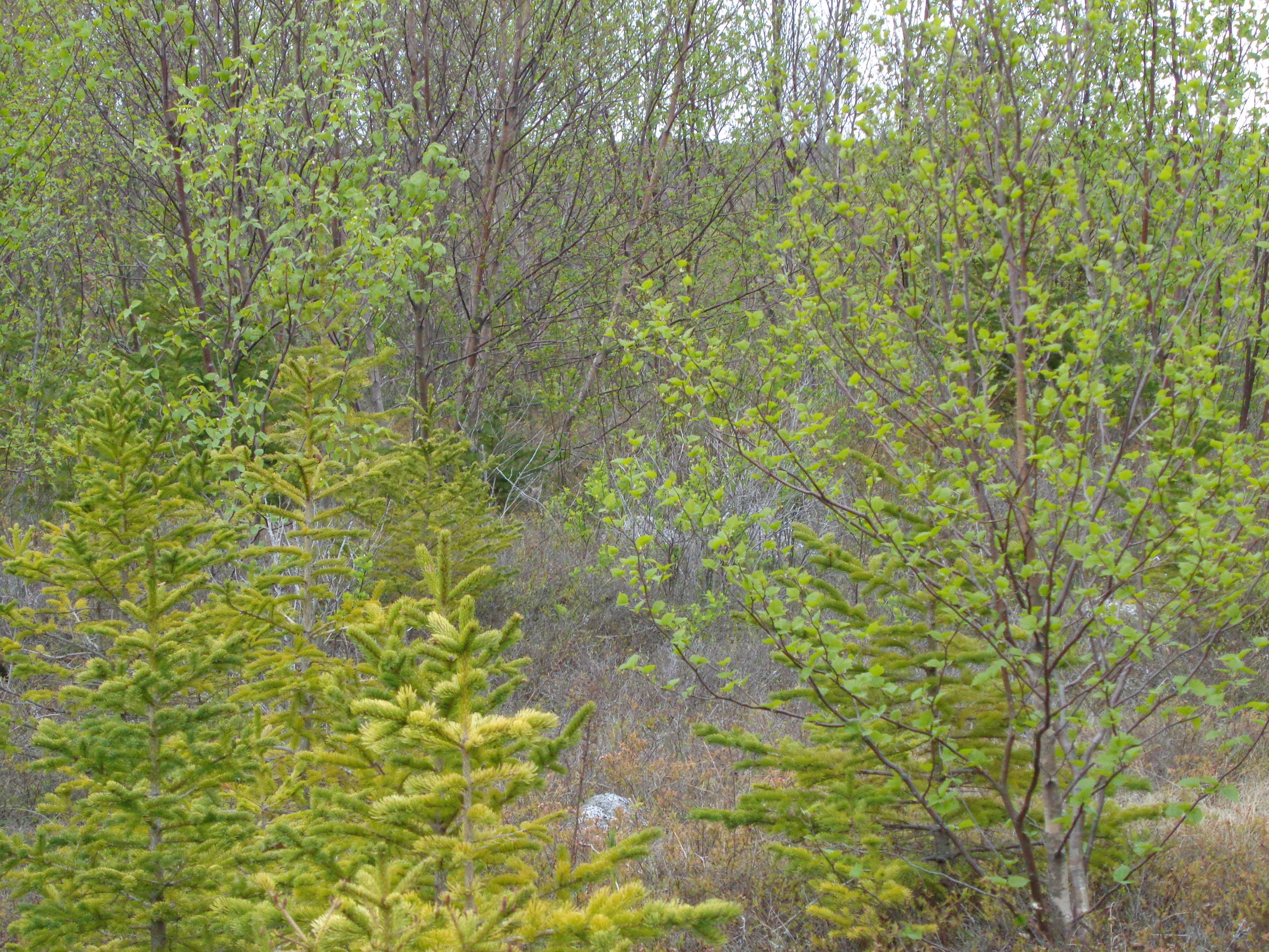 Lot 5 East Side Road Addison, ME 04606 - Photo 8 of 11 DSC03062