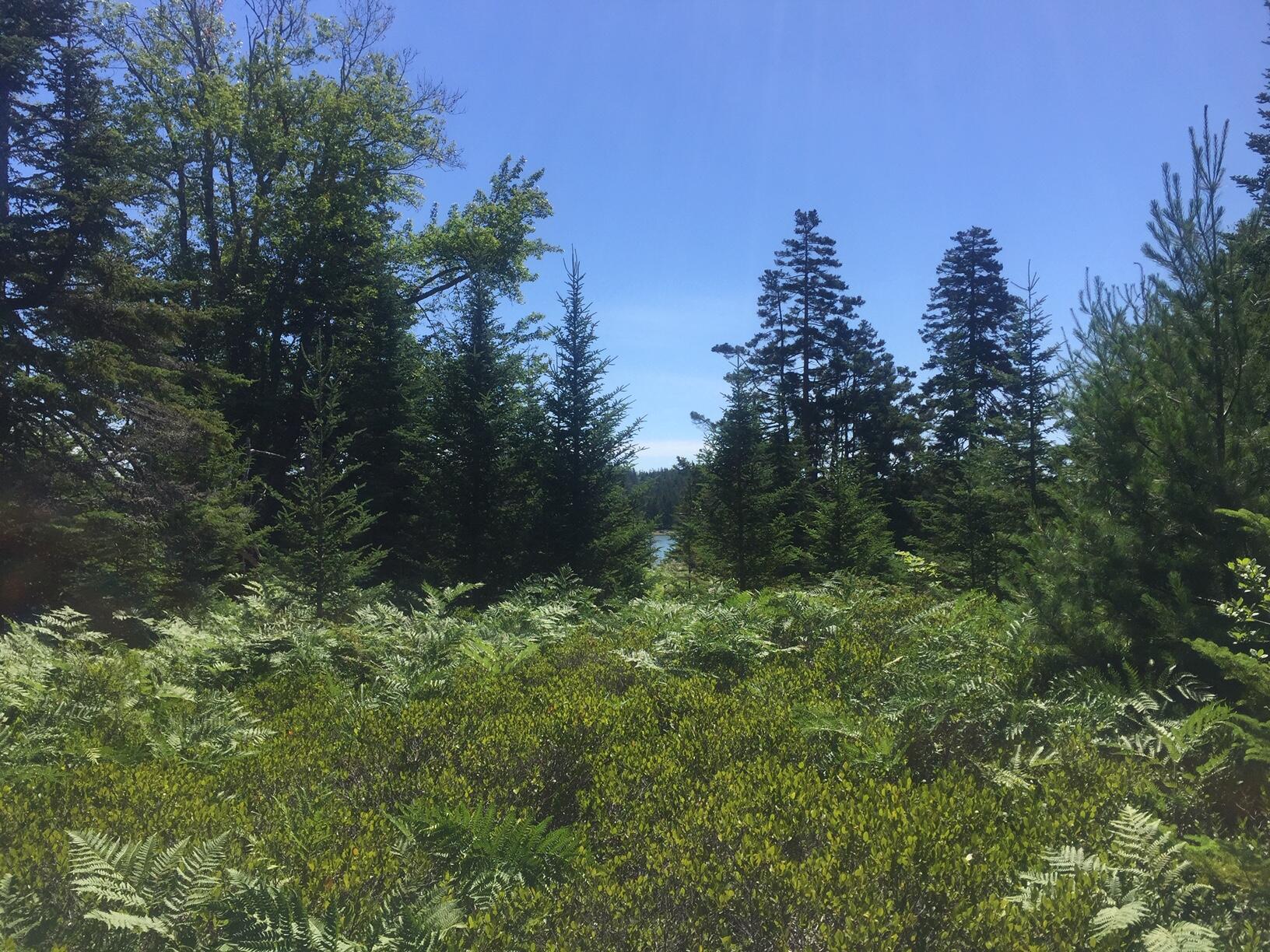 45 Calderwood Neck Road Vinalhaven, ME 04863 - Photo 5 of 8 IMG_2200