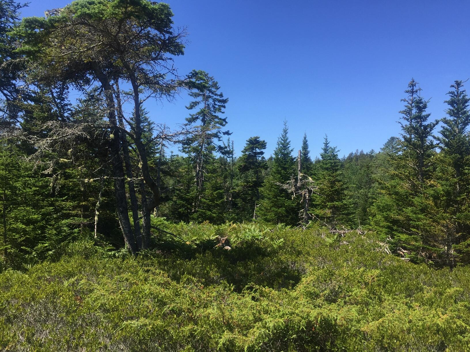 45 Calderwood Neck Road Vinalhaven, ME 04863 - Photo 6 of 8 IMG_2201