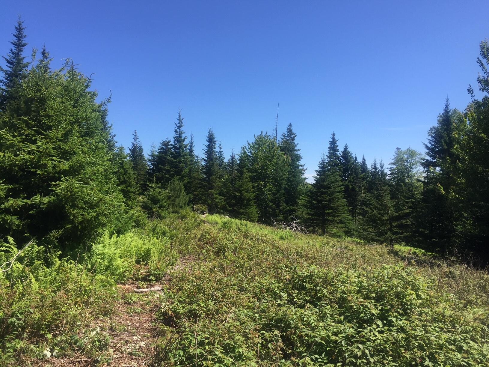 45 Calderwood Neck Road Vinalhaven, ME 04863 - Photo 7 of 8 IMG_2202