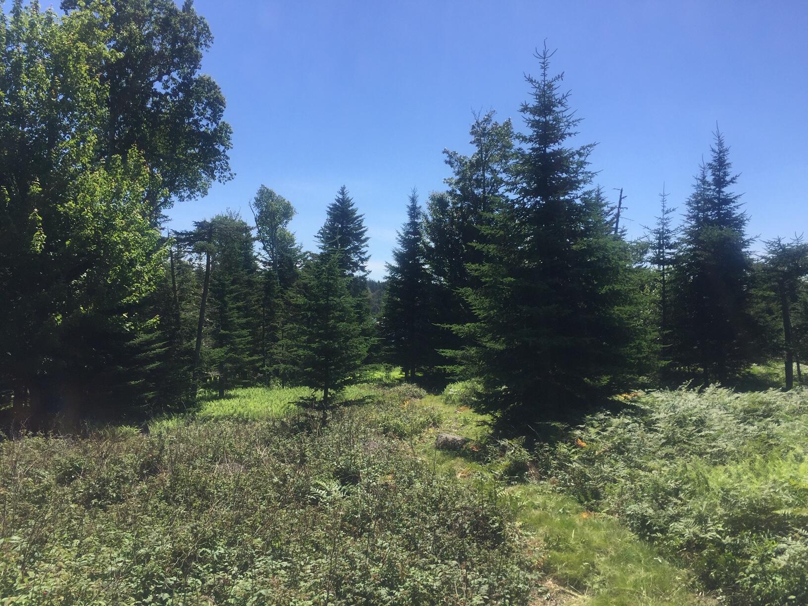 45 Calderwood Neck Road Vinalhaven, ME 04863 - Photo 8 of 8 IMG_2203