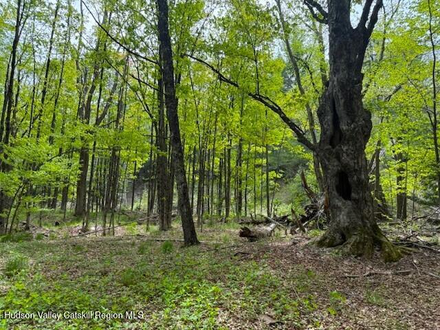 110 Maplecrest Road Windham, NY 12439 - Photo 70 of 73 a view of outdoor space with trees