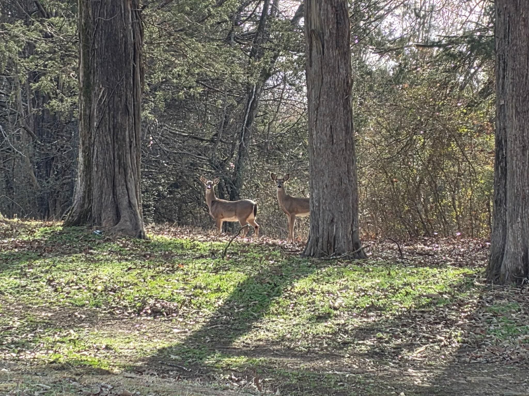Kay Lane Somerville, TN 38068 - Photo 16 of 19 a backyard of a house with lots of green space