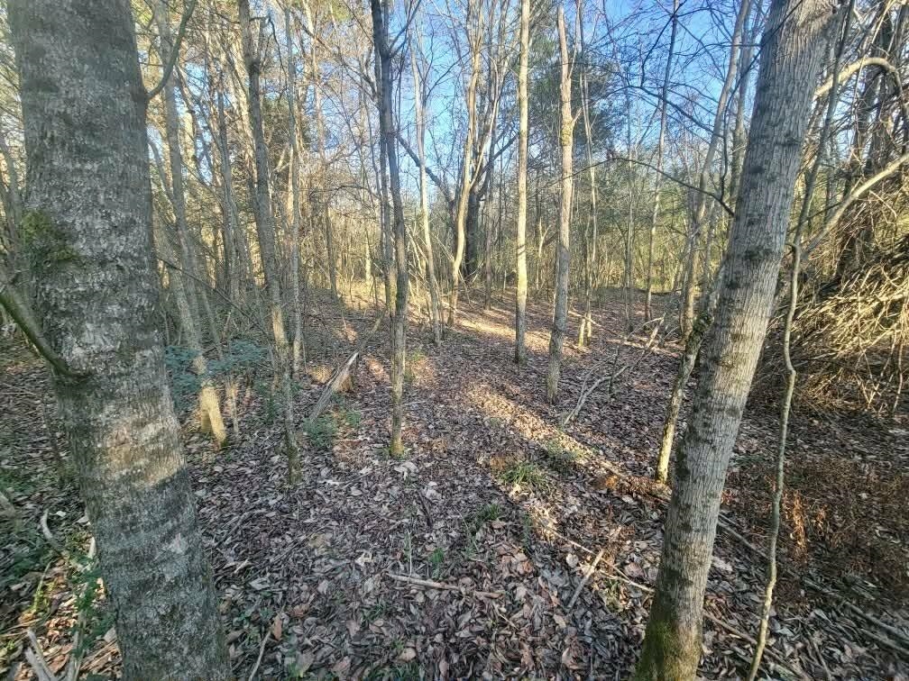Kay Lane Somerville, TN 38068 - Photo 6 of 19 a backyard of a house with lots of green space