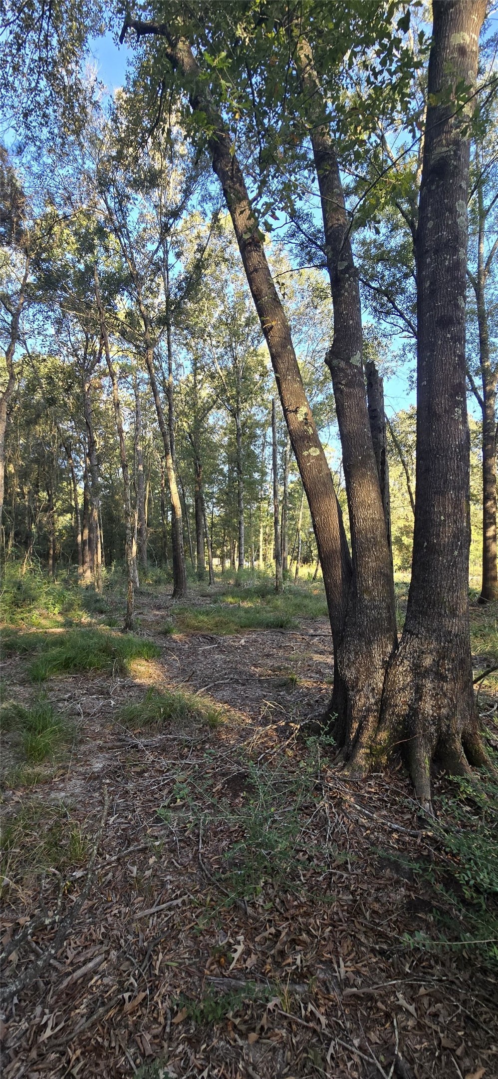 7555 Broussard Road Beaumont, TX 77713 - Photo 4 of 6 a view of outdoor space with trees