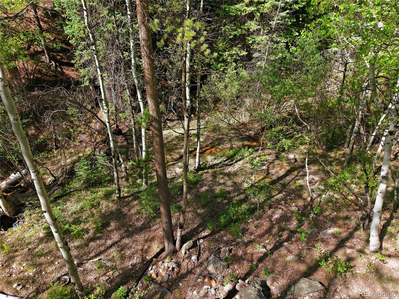 600 Ute Creek Road Idaho Springs, CO 80452 - Photo 22 of 24 a view of a tree