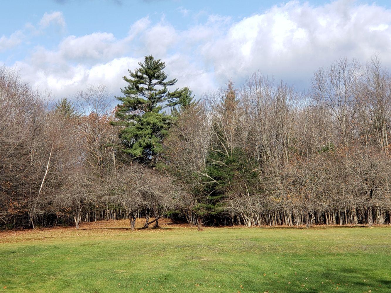 352 River Road North Anson, ME 04958 - Photo 4 of 49 Apple trees