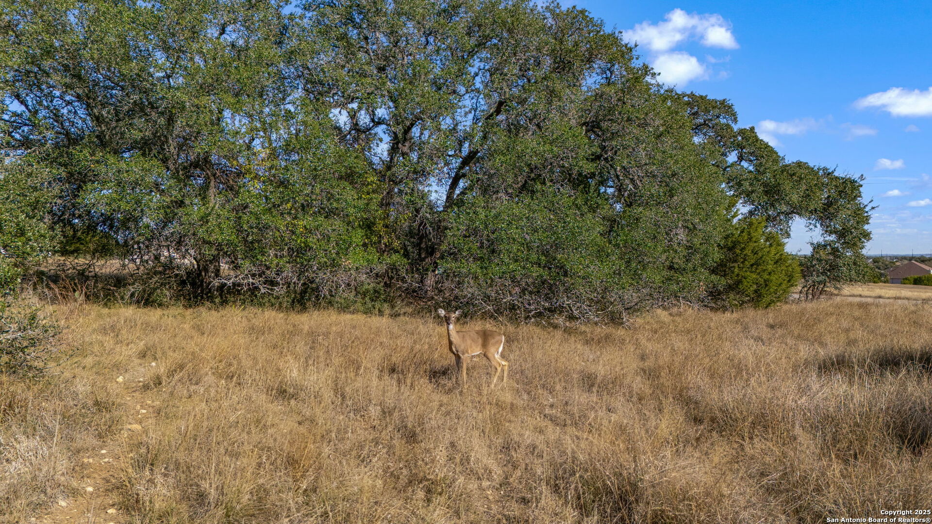 231 Peter Kleid Loop Blanco, TX 78606 - Photo 10 of 26 a view of a yard with a tree