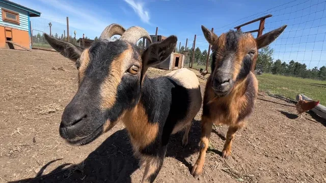 $1,350,000 | 6730 West Crosscut Road, Deer Park, WA 99006