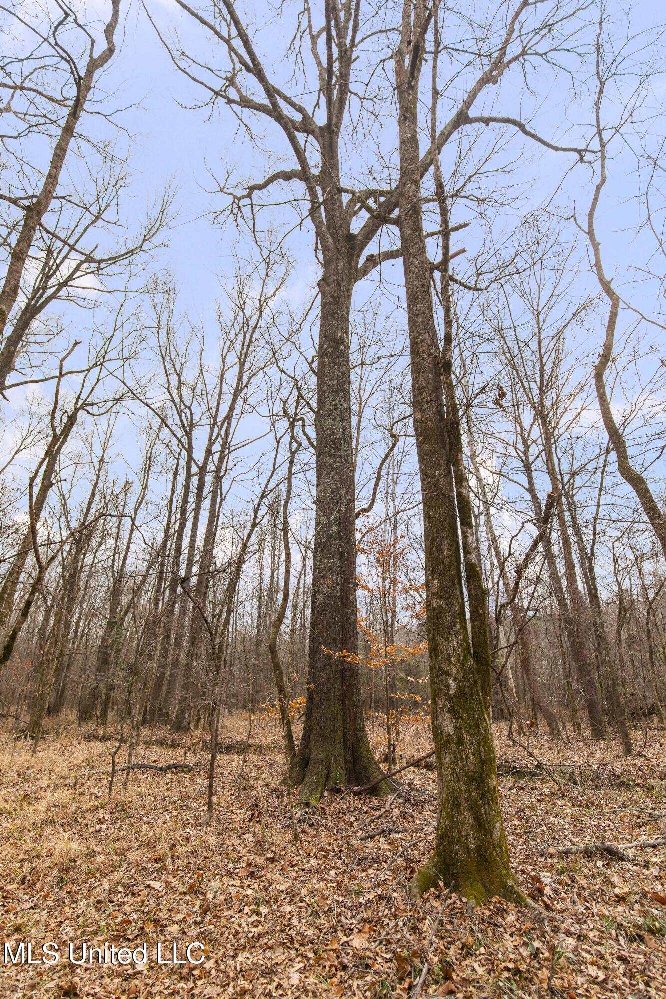 Mt Pilgrim Road Camden, MS 39045 - Photo 16 of 74 Camden-50 Acres-16