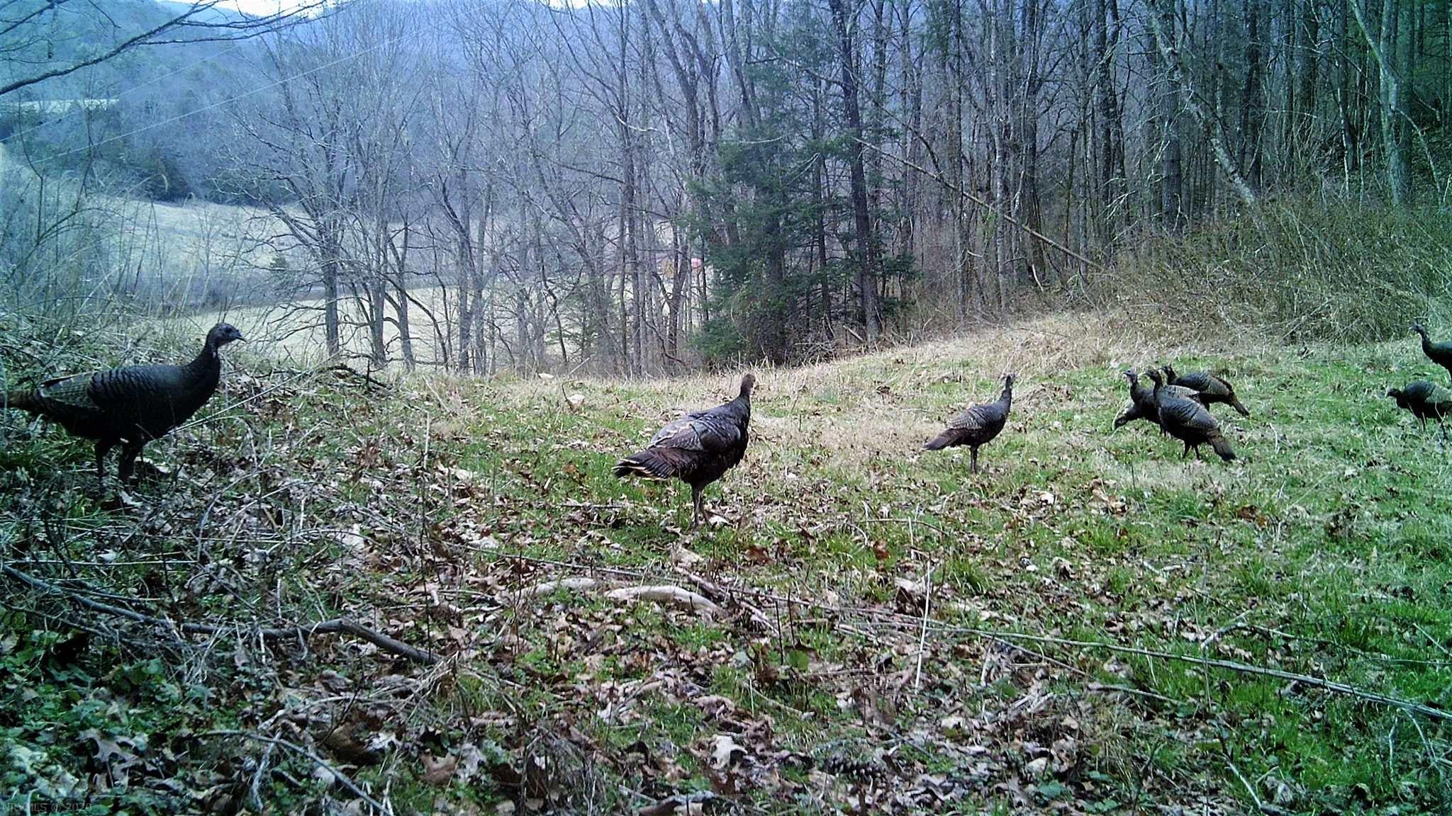 6918 Jackson River Road Hot Springs, VA 24445 - Photo 17 of 17 Gallery Image 17