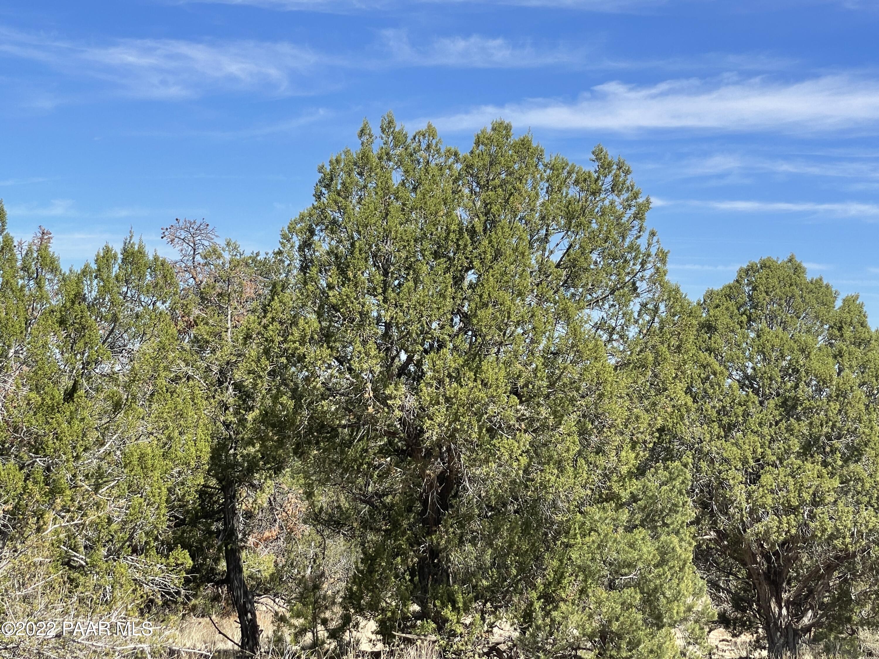 0 Pica Road Seligman, AZ 86337 - Photo 9 of 28 IMG_3007