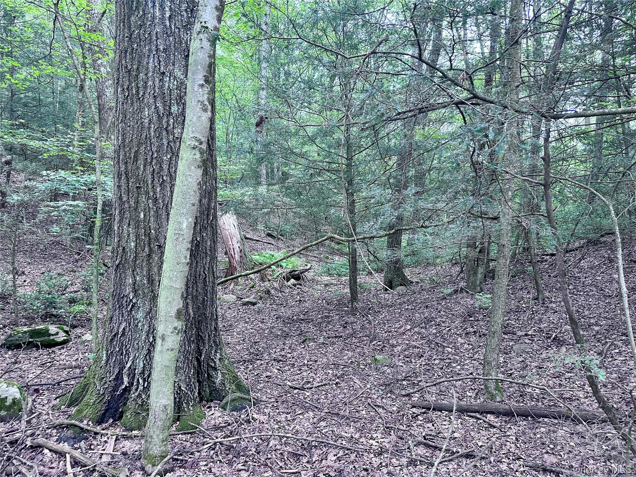 Lot 1 Upper Cherrytown Road Kerhonkson, NY 12446 - Photo 8 of 11 a view of a forest filled with trees