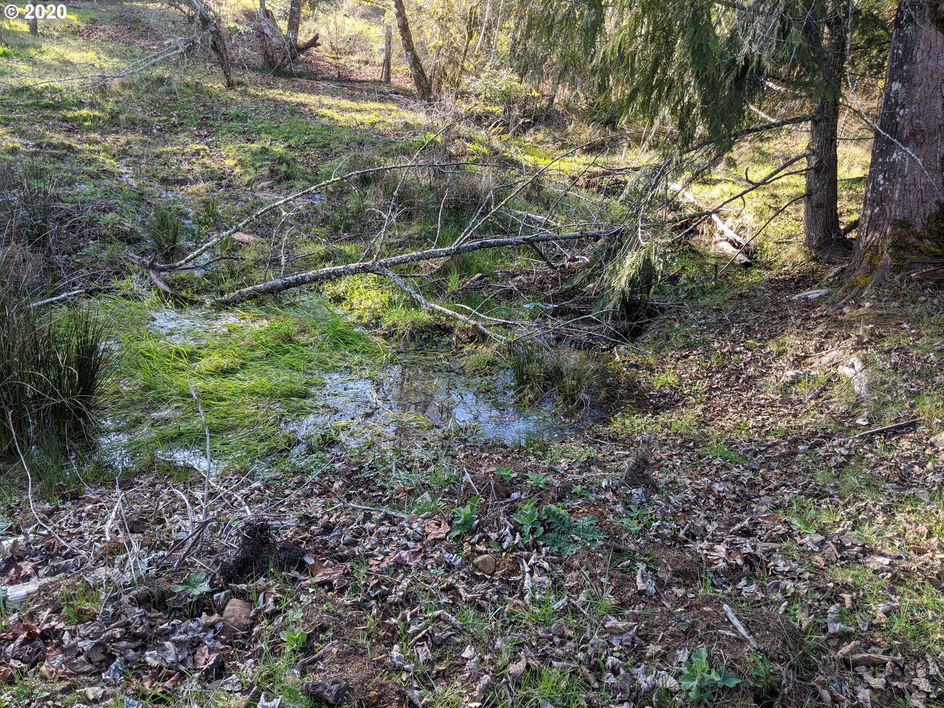 Cedar Flat Road Springfield, OR 97478 - Photo 4 of 11