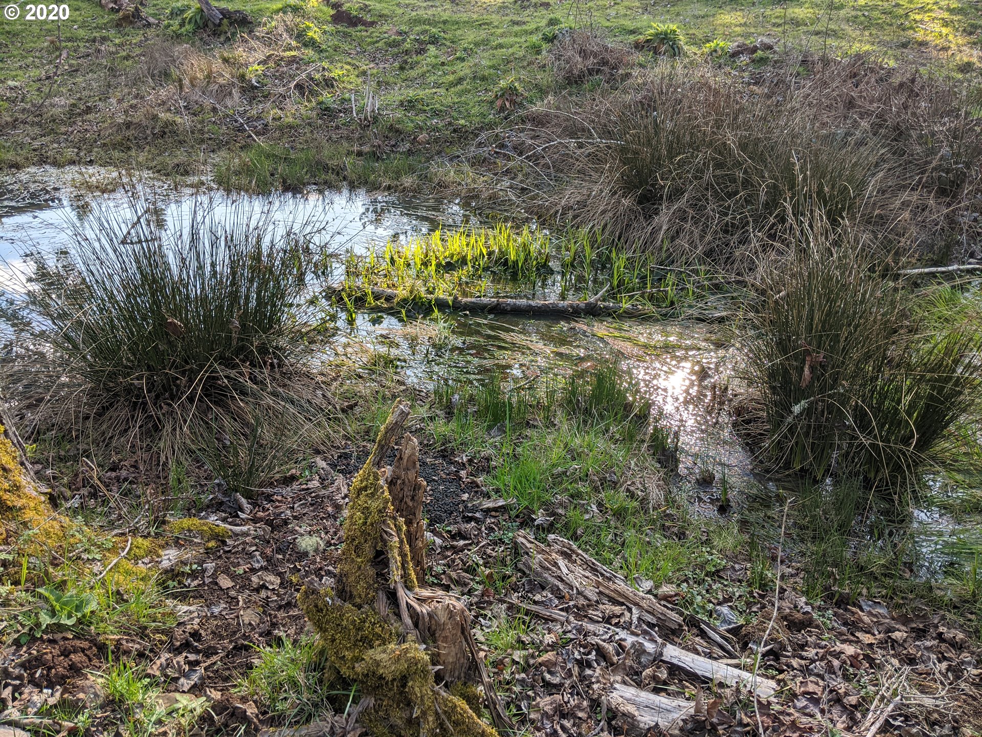 Cedar Flat Road Springfield, OR 97478 - Photo 5 of 11