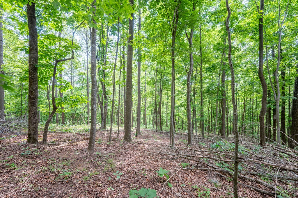 72-acres Trot Valley Road Stuart, VA 24171 - Photo 8 of 31 Gallery Image 8