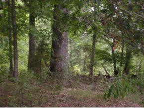 0 Hebron Church Road Mebane, NC 27302 - Photo 3 of 4 Gallery Image 3