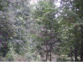 0 Hebron Church Road Mebane, NC 27302 - Photo 4 of 4 Gallery Image 4