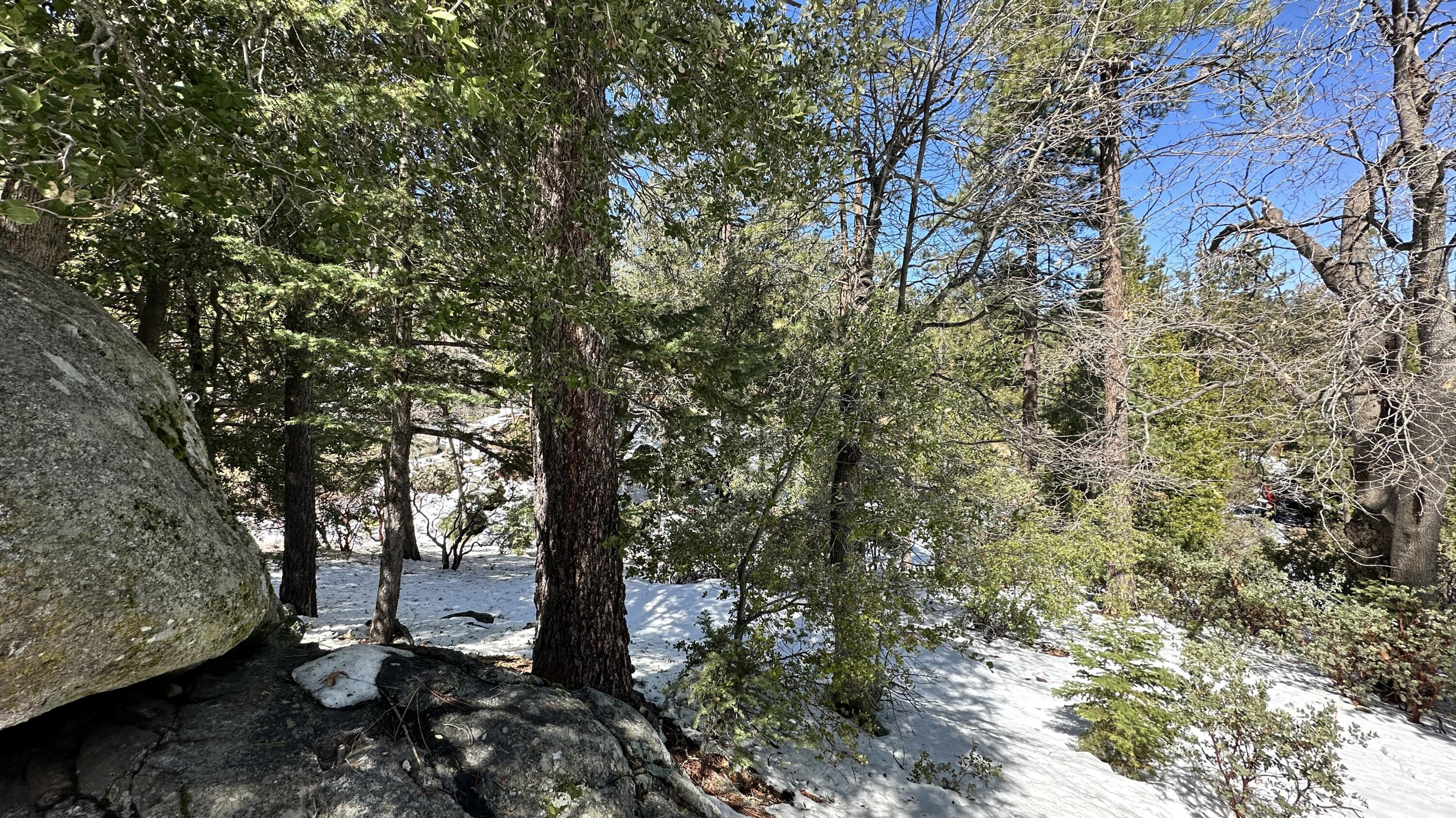 0 Big Rock Drive Idyllwild, CA 92549 - Photo 12 of 12 a view of a forest with trees