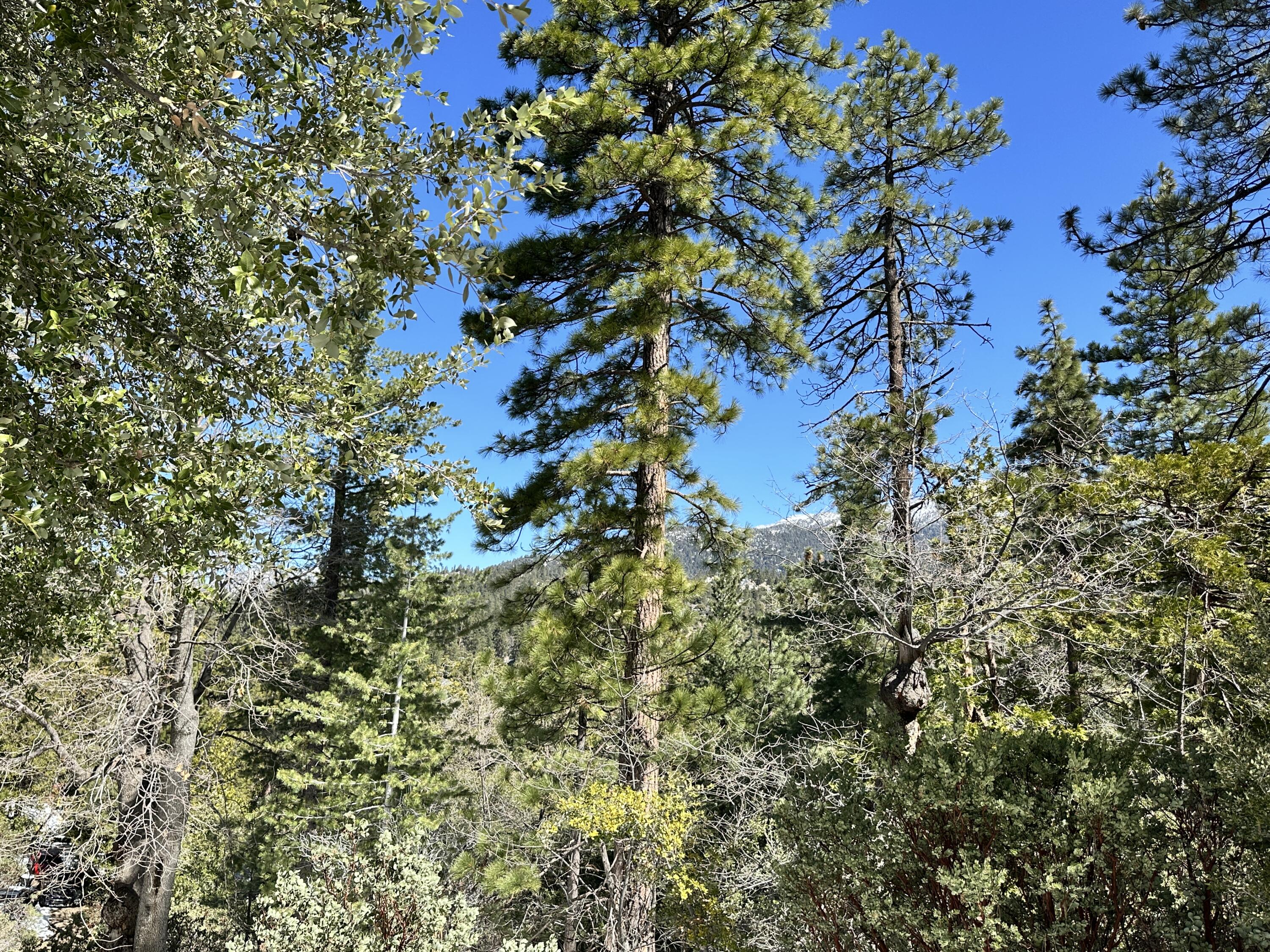 0 Big Rock Drive Idyllwild, CA 92549 - Photo 5 of 12 a view of a tree