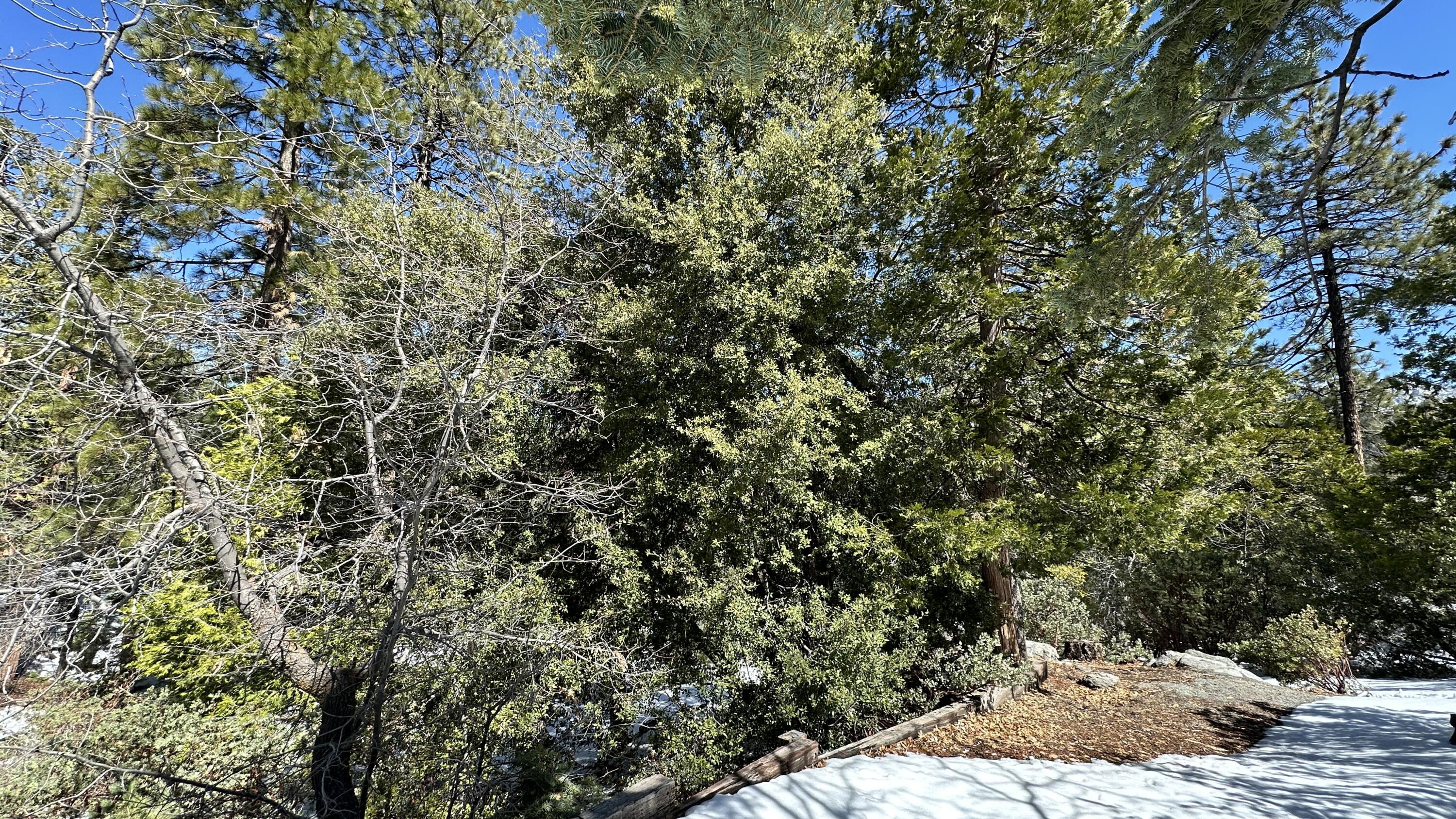 0 Big Rock Drive Idyllwild, CA 92549 - Photo 8 of 12 a view of a backyard of the house