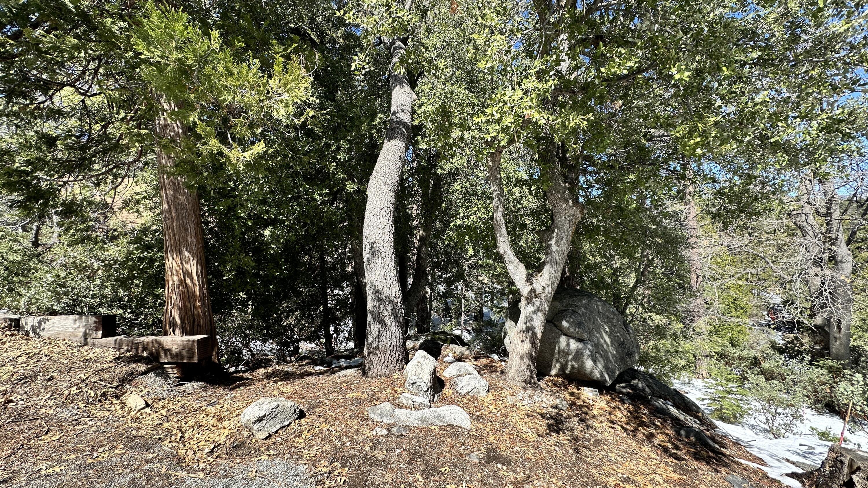 0 Big Rock Drive Idyllwild, CA 92549 - Photo 10 of 12 a view of a tree with a backyard