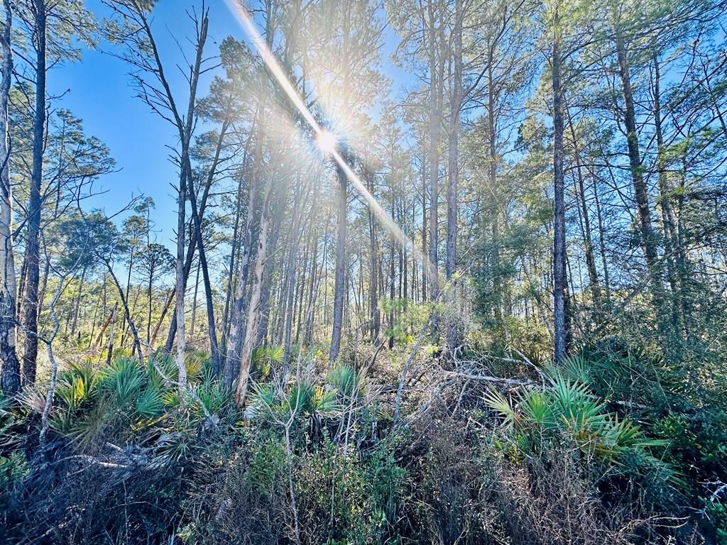 268 River Road Carrabelle, FL 32322 - Photo 3 of 8