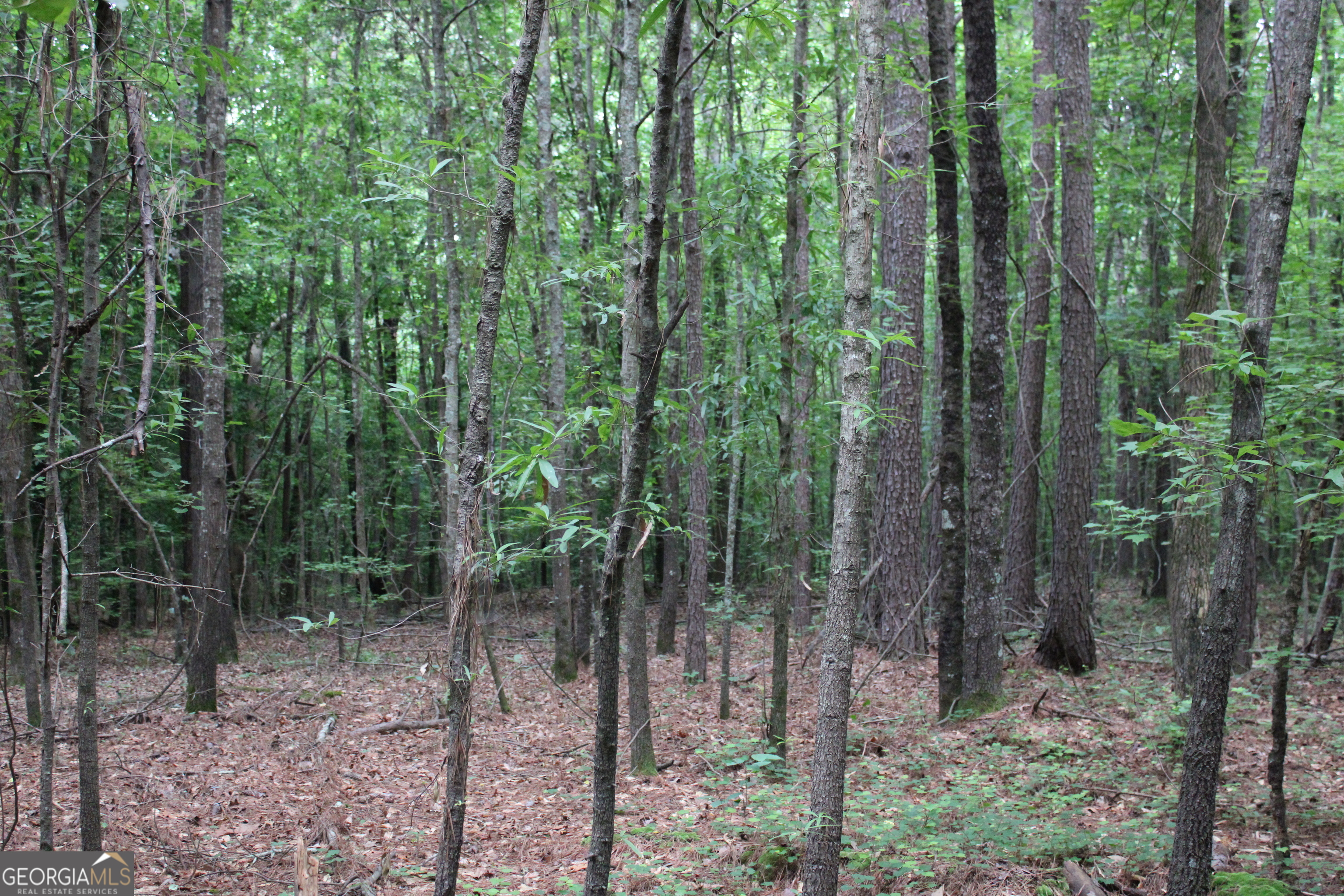 2 Garnett Ward Road Hull, GA 30646 - Photo 3 of 24 a view of forest