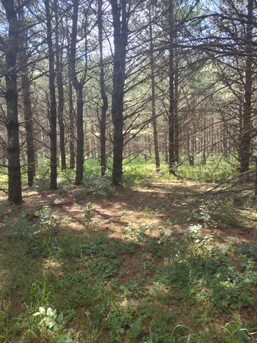 $44,900 | Lot 114 County Rd Z, Nekoosa, WI 54457