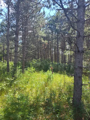 $44,900 | Lot 114 County Rd Z, Nekoosa, WI 54457
