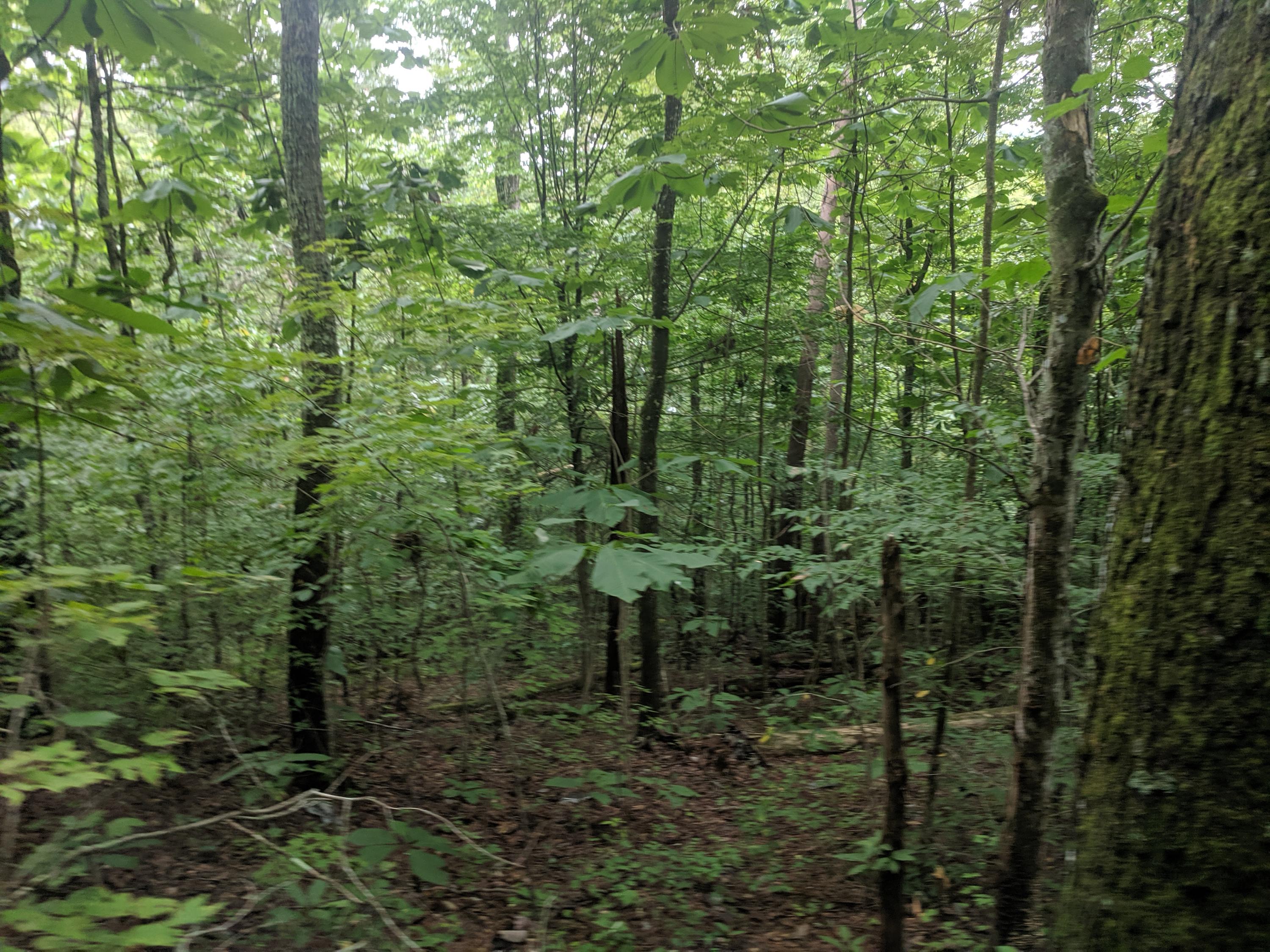 3267 Dutch Valley Road Clinton, TN 37716 - Photo 26 of 38 IMG_20190824_112344