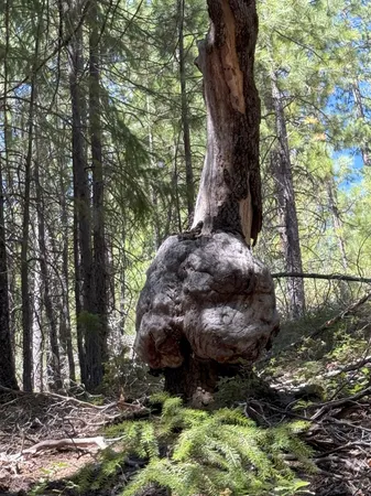 $549,000 | 10543 Chuckleberry Drive, Nevada City, CA 95959