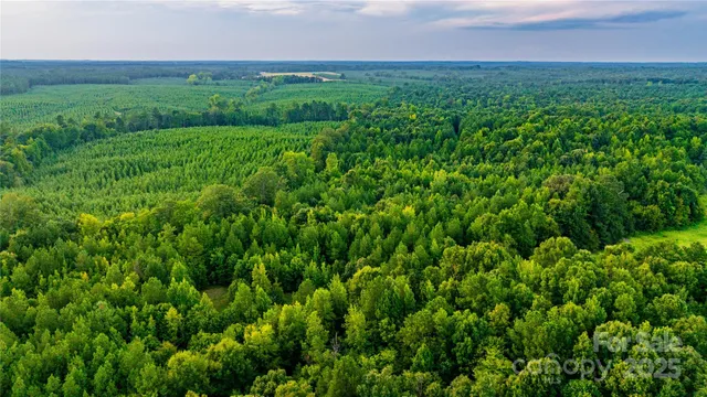 a view of a big yard with plants and large trees