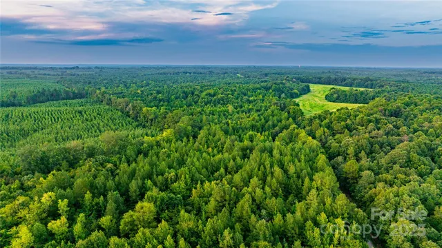 a view of a bunch of plants