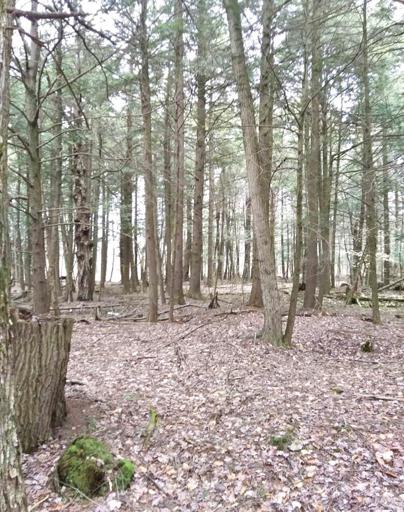 446 E Road Burke, NY 12917 - Photo 29 of 29 Gallery Image 29