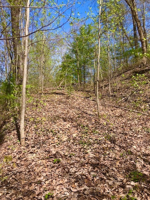 5056 Long Rifle Road Walland, TN 37886 - Photo 10 of 23 Gallery Image 10