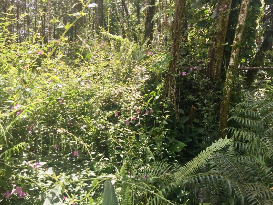 505 Ginger Road Pahoa, HI 96778 - Photo 3 of 6 Gallery Image 3