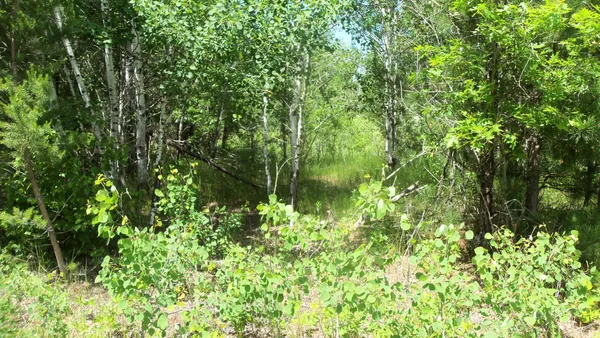 $27,900 | Lot 10 Maple Lane, Siren, WI 54872
