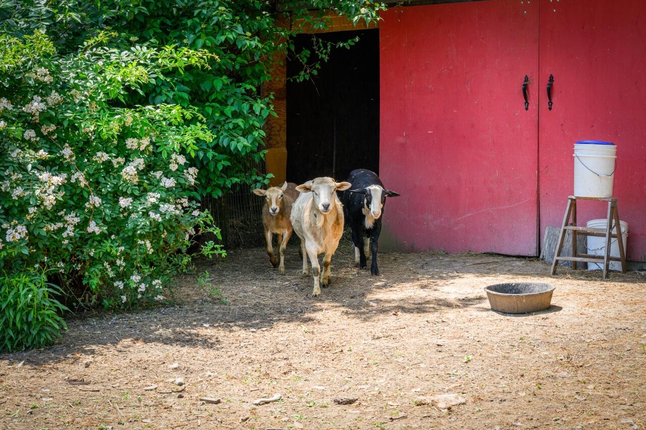 93 Cushnoc Road Vassalboro, ME 04989 - Photo 44 of 46 Animals