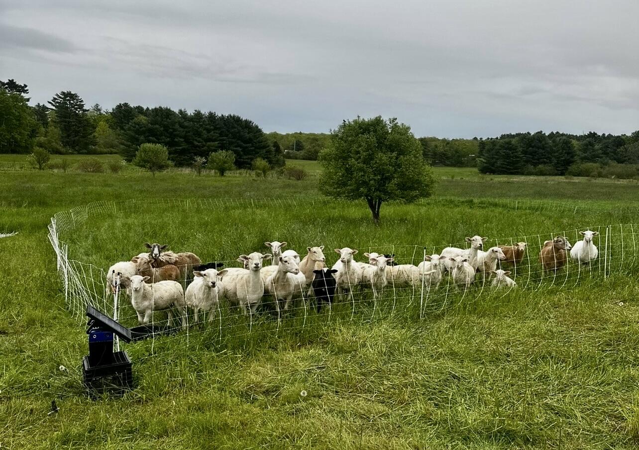 93 Cushnoc Road Vassalboro, ME 04989 - Photo 7 of 46 Animals