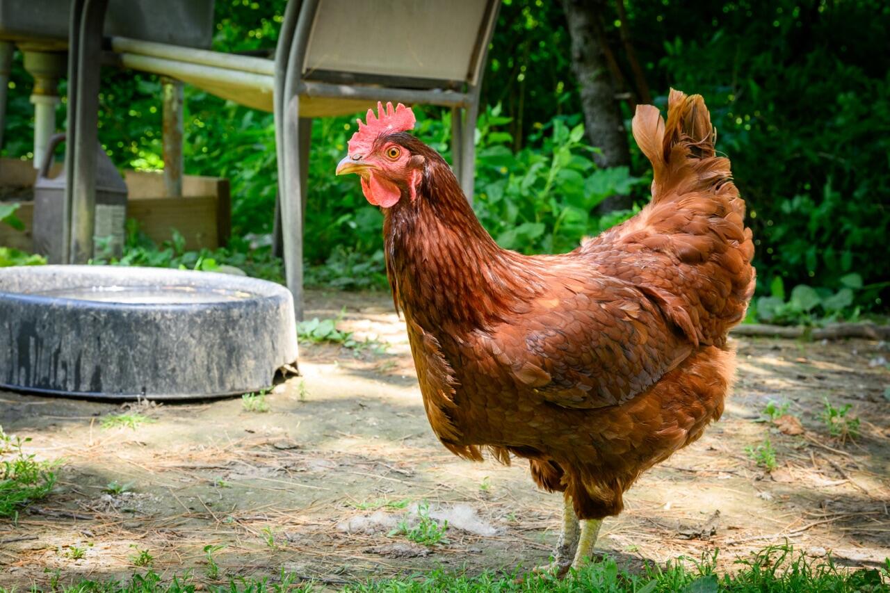 93 Cushnoc Road Vassalboro, ME 04989 - Photo 8 of 46 Animals