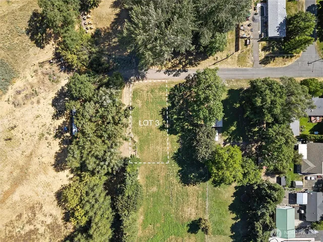 a view of a yard with plants and large trees