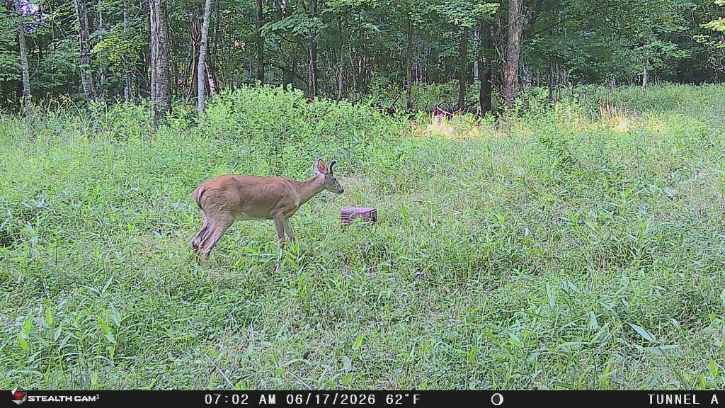 1271 A Tunnel Ridge Road Grayson, KY 41143 - Photo 15 of 134 20260617_095737_CF03FF