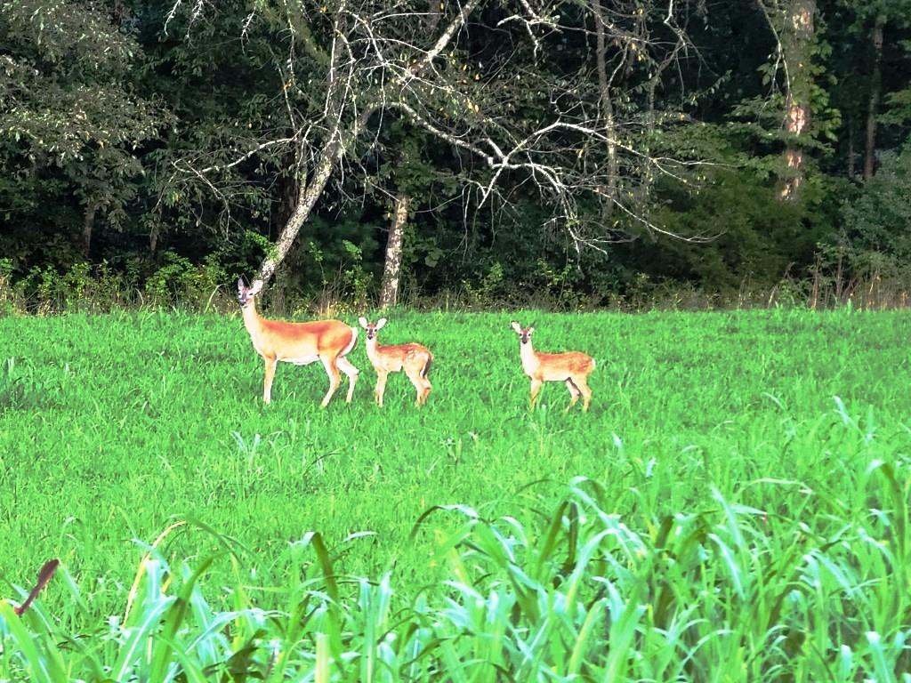 55 Ridgeline Road Murphy, NC 28906 - Photo 42 of 42 Open floor plan
