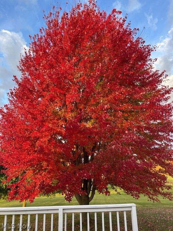 6333 Rochester Road East Rochester, OH 44625 - Photo 13 of 47 The back maple if full glory